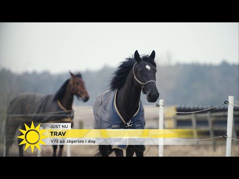 "Publikfavoriten Olle Rols har något som många andra hästar saknar innanför de… - Nyhetsmorgon (TV4)