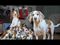 Dog Gets Puppy Christmas Surprise! Cute Dogs Maymo & Potpie