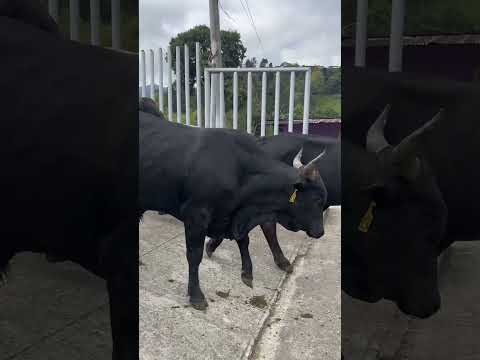 Feria ganadera en Villagómez Cundinamarca.