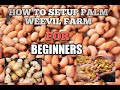 HOW TO SETUP PALM WEEVIL FARM BEGINNERS