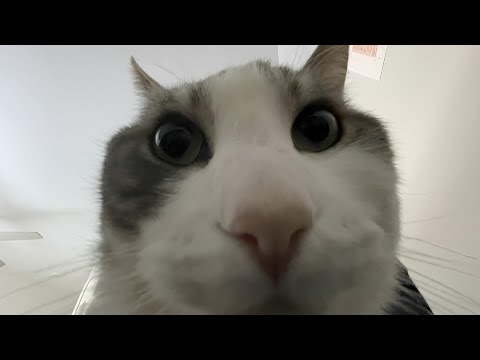 Try Not to Laugh Part 9 (EXTREME) Clean