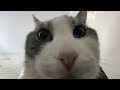 Try Not To Laugh Part 9 EXTREME Clean