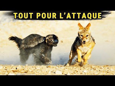 Pourquoi Le Ratel est trop Cheaté Pour Ce Monde