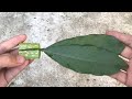Nhân giống cây Ngũ Gia Bì bằng lá nhờ nha đam│Araliaceae