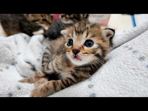 22-Day-Old Kitten Takes First Steps and It Looks Like Dancing! 🎵