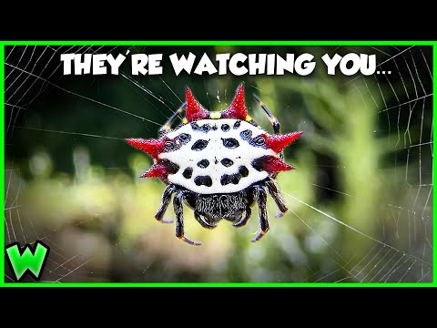 EVERY Spider in Your Backyard Explained (ft. @travismcenery2919 )