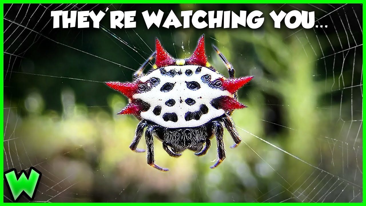 EVERY Spider in Your Backyard⌠and what theyâre doing there (ft. @travismcenery2919 )