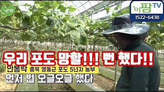 엽집 농가 이야기 듣고 성공한 샤인머스캣!! 이걸 해결하는 방법이 있었구나 망가진 이파리 복구하여 비대 당도…