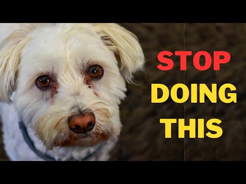 12 Things Maltese Dog Hate That Humans Do