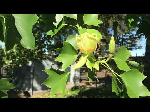 Tulip Tree (Liriodendron tulipifera)
