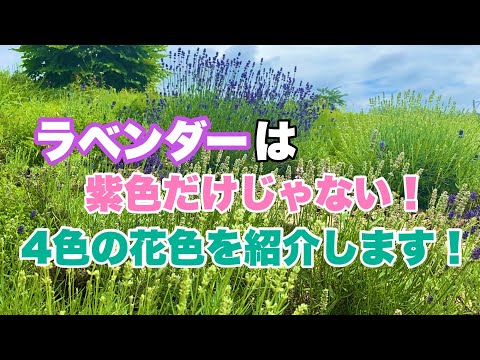 リアルラベンダー 植物