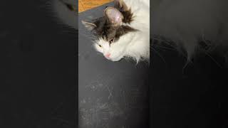 今日もだらしない猫【ノル猫ミロシー】 #shorts
