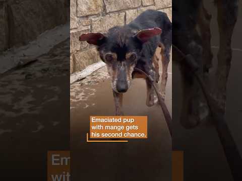 Emaciated pup with mange gets his second chance