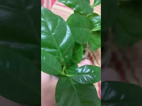 コーヒーかすに耐えられない植物はどれですか?またその理由は何ですか?  庭園