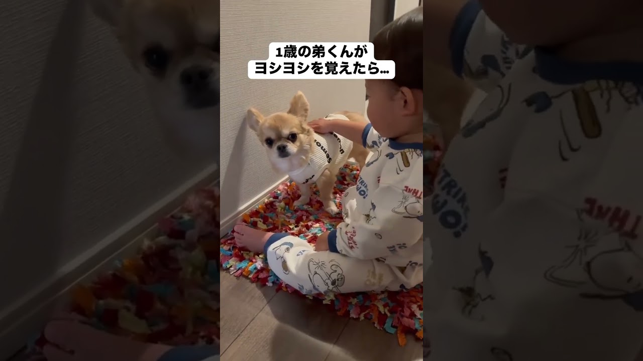 弟くんのヨシヨシに戸惑うハナ