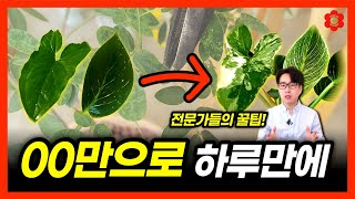 단순히 '이것'만 알아도 누구나 무늬 만들 수 있습니다ㅣ스킨답서스, 몬스테라, 알보몬, 필로덴드론, 아단소니…