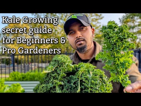 Kale - Growing & Harvest Tips 🥬 #kale #garden #gardening