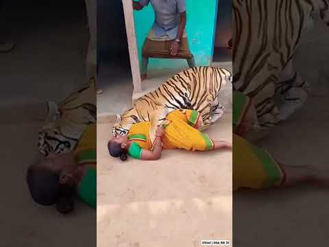 Sudden Tiger Encounter Deep in Jungle !  #tiger #encounter #jungle #ai #sora