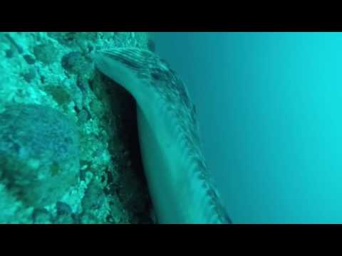 Halibut coming in, and getting hooked on the longline set