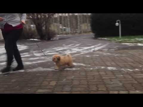 Chic Choix Pantea Arteshbod