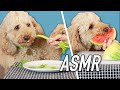 Dog Reviews Human Food ASMR Kelsey Impicciche