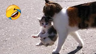 When Cats Become Mothers For  The First Time 😂 Funniest Cats and Dogs 😺🐶