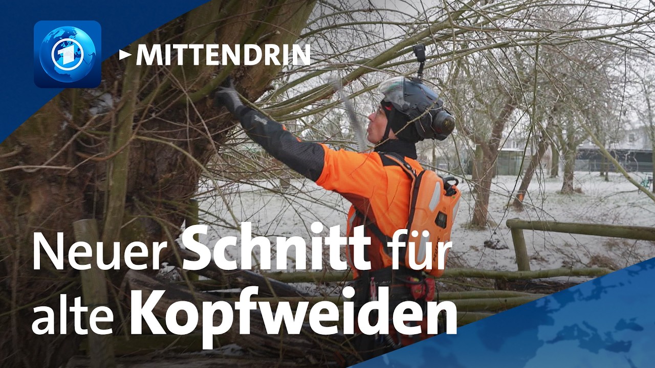 Greifswald: Unterwegs mit den Kopfweiden-Pflegern | tagesthemen mittendrin