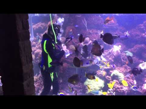 Feeding Reef Frenzy® to Bill Wann's 20,000 gallon tank.