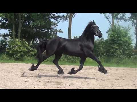 Stal Okkema's Tjalling v. Thorben stallion 2014