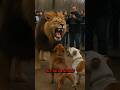 Two Pit Bulls vs One Lion – Unbelievable Encounter #lion #pitbull #animals