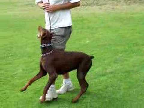 Sch 3  Doberman '  schutzhund, heeling,working dogs, #superduperk9