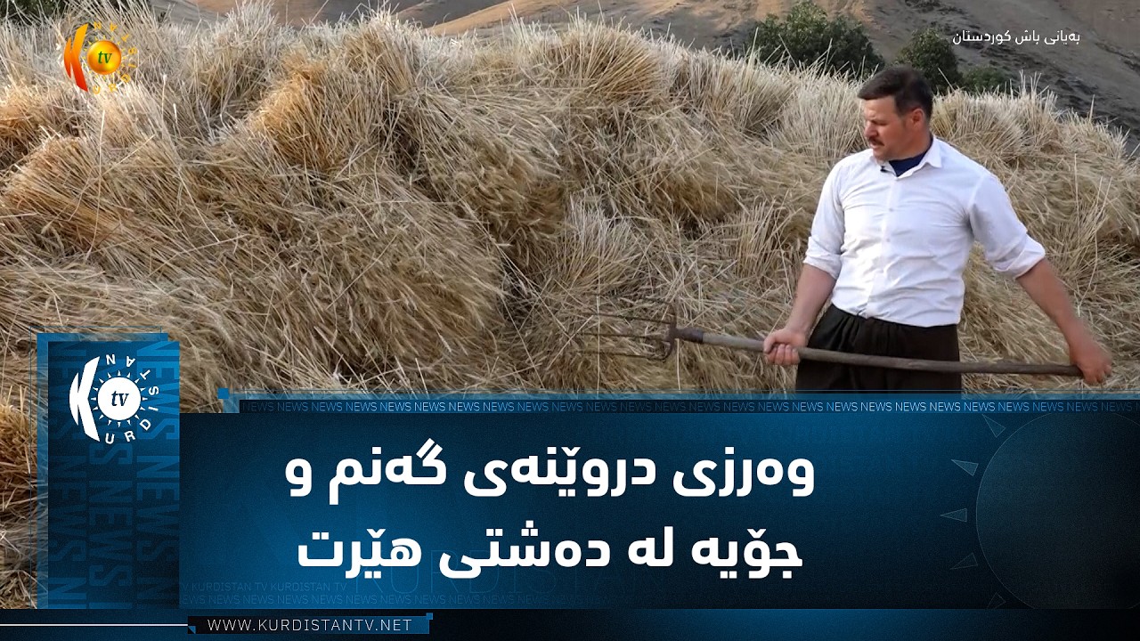 ڤیدیۆ | سیدەکان  ..  وەرزی دروێنەی گەنم و جۆیە لە دەشتی هێرت