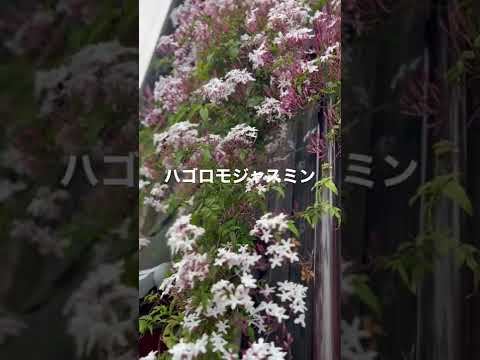 ジャスミンを鉢植えや庭で育てて香りを楽しんでみませんか？どうやって ！  庭園