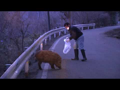 福島のペットのささやき (The pet whisperer of Fukushima)