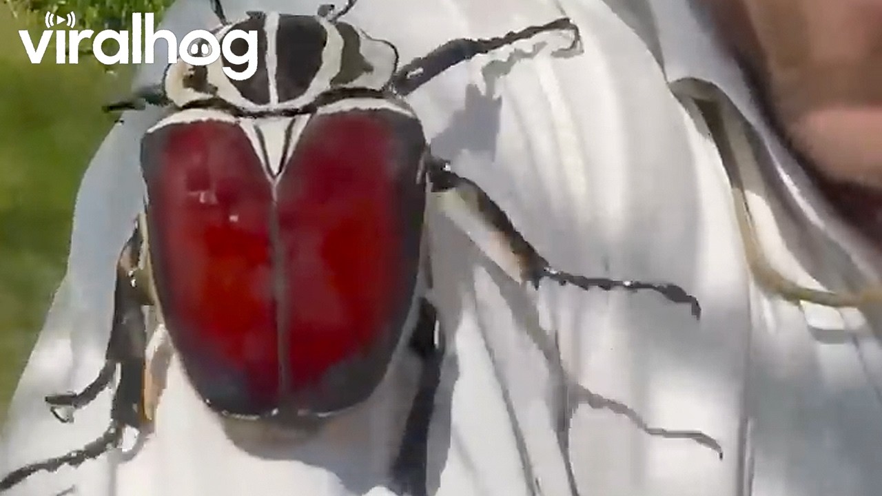 An Absolute Unit of a Beetle || ViralHog