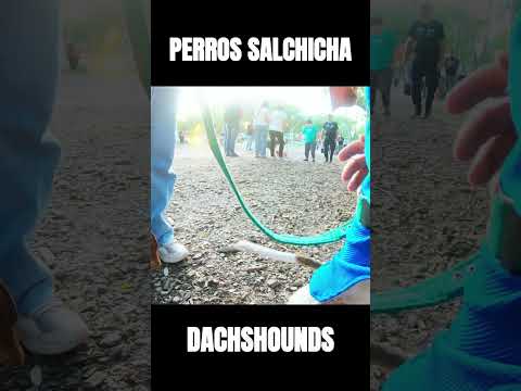 🐶 Dachshund Adventure in Argentina 🇦🇷 | Parque 2 de Febrero Travel Tour 🌿✨