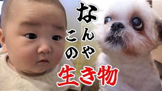 【孫と犬】犬の存在が気になって仕方がない。悟空の謎の行動に戸惑う様子が可愛すぎた