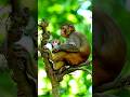 #action #nature #activity #travel #reels #trading #monkey #asmr #baby #wildanimal #wildlife #nikon