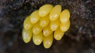 Ladybug Larva and Eggs Hatching