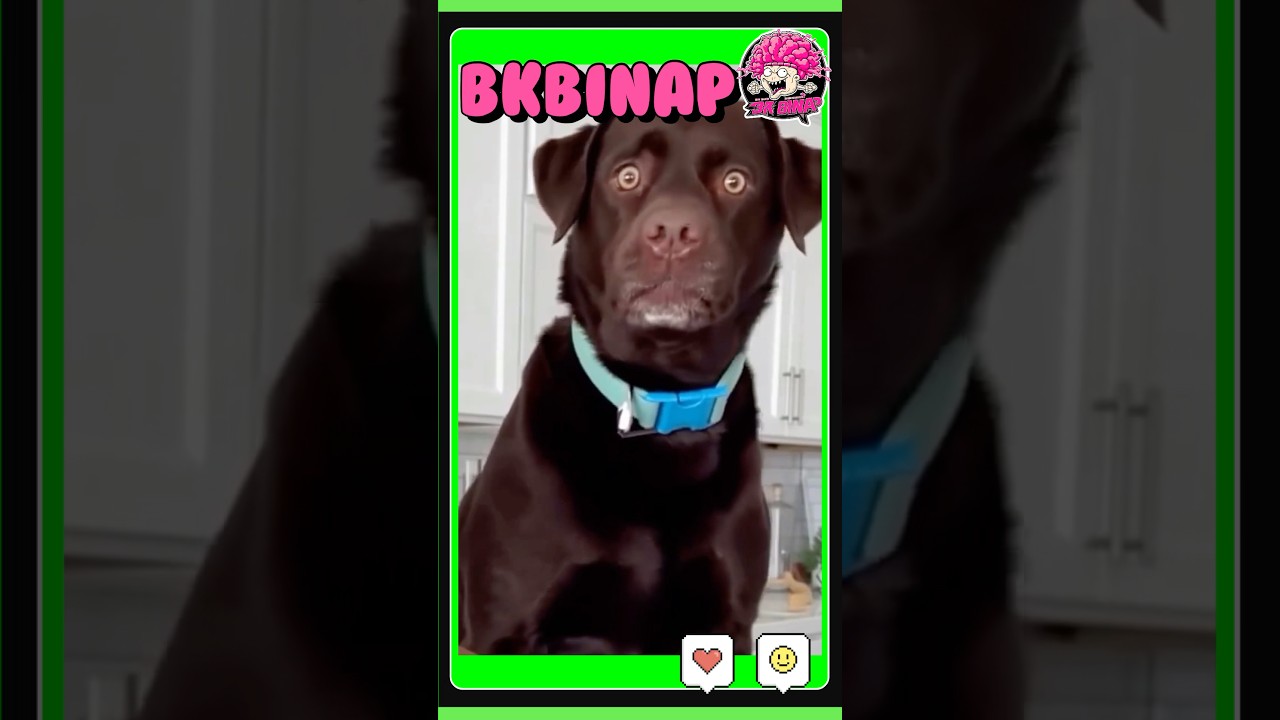 自分だけの誕生日ケーキ #funny #猫 #犬