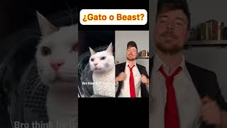 🐈 o 🐯