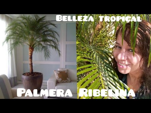 , title : 'palmera tropical Robelina cuidados y usos'