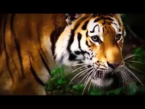 Survivor Sequester Mini 2 Intro