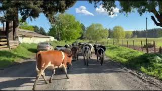 24 Novillos para Engorda de 300 kg - FEGOSA - Plaza Ganadera