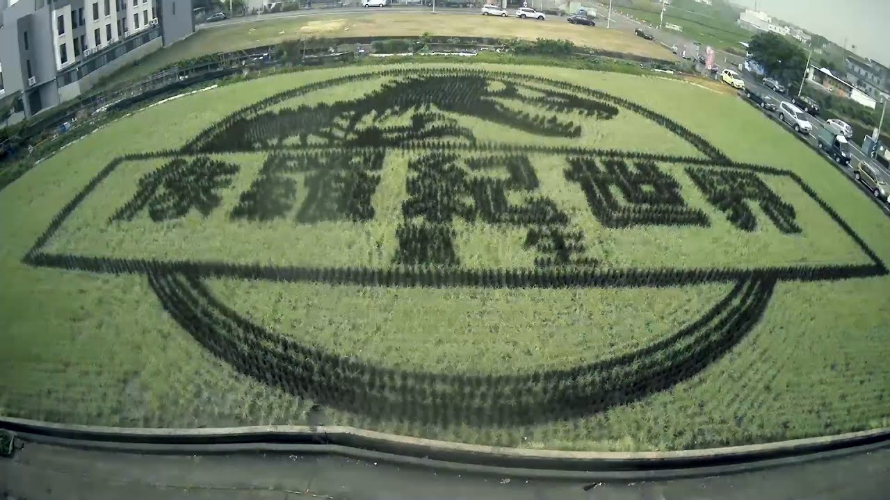 《侏羅紀世界》在台灣稻田重生! 歷時5個月打造超壯觀恐龍藝術