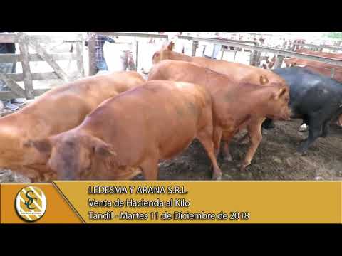 11-12-18 Venta de Hacienda al Kilo - Ledesma y Arana SRL - Tandil