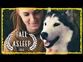 Relaxing Music For Dogs ~ HUSKY Chakra Music ~ Music that relaxes Dogs