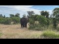 Driving from Orpen Gate  to Satara Camp in Kruger National Park along the H7 route. Join the ride. DEFAULT Thumbnail