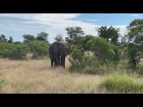 Driving from Orpen Gate  to Satara Camp in Kruger National Park along the H7 route. Join the ride.