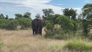 Driving from Orpen Gate  to Satara Camp in Kruger National Park along the H7 route. Join the ride. MQDEFAULT Thumbnail